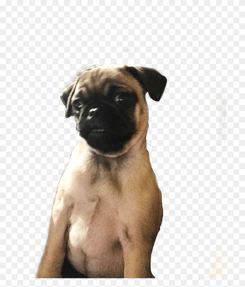 710x924 Pug Sticker Companion Dog, Pet, Canine, Animal HD PNG Download