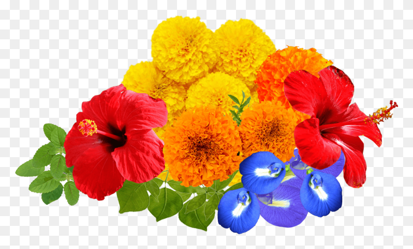 1061x609 Пуджа, Растение, Цветок, Цветение Hd Png Скачать