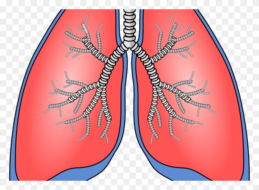 810x578 Pulmones Lungs Clipart, Animal, Invertebrate, Insect HD PNG Download