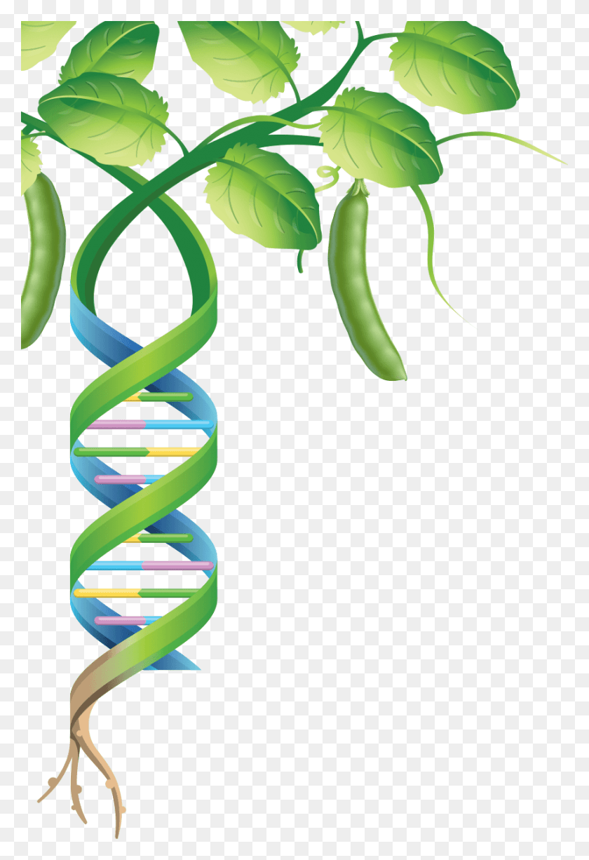 857x1282 Pulse Genomes Genoma De Una Planta, Plant, Spiral, Pea HD PNG Download