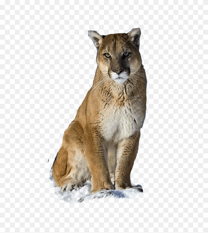 480x882 Puma Logo Clipart Picsart Puma Feline, Млекопитающее, Животное, Дикая Природа Png Скачать