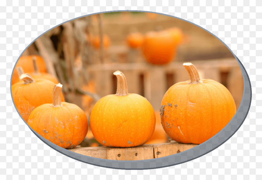 900x597 Pumpkin Festival At The Gateway Shopping Center On No Halloween Sign Christian, Plant, Orange, Citrus Fruit HD PNG Download
