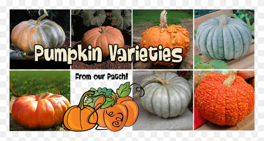881x442 Pumpkinvarieties Knucklehead Pumpkin, Vegetable, Plant, Food HD PNG Download