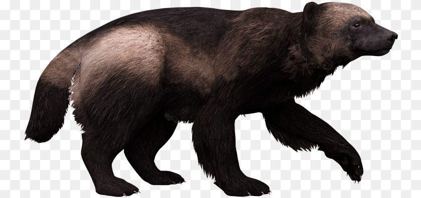 Punxsutawney Phil, Animal, Bear, Mammal, Wildlife Clipart PNG