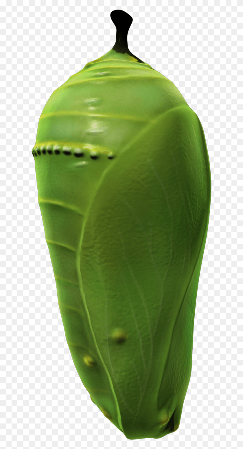 627x1488 Pupa, Plant, Green, Pineapple HD PNG Download
