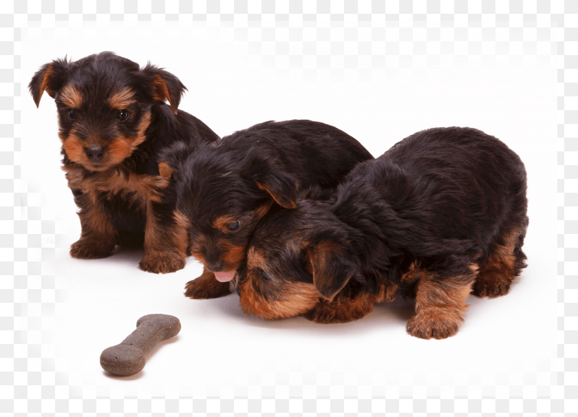3583x2509 Puppies Cachorro HD PNG Download