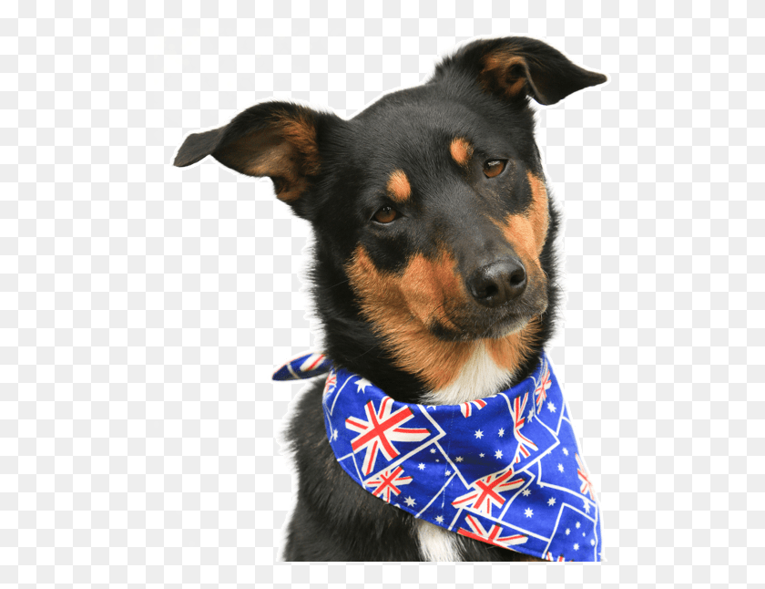 504x586 Puppies Dogs Australian Kelpie Australian Kelpie, Clothing, Apparel, Bandana HD PNG Download