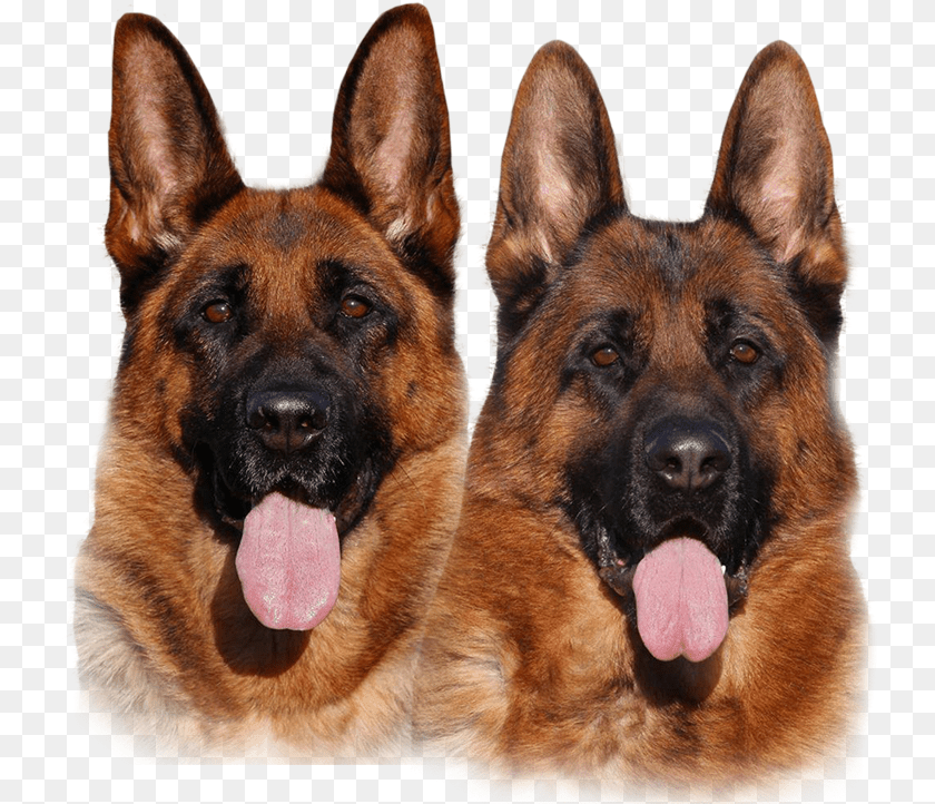 Puppies For Sale, Animal, Canine, Dog, German Shepherd Sticker PNG