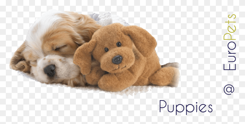 1777x838 Puppies Puppy Background For Desktop, Pillow, Cushion, Plush Descargar Hd Png