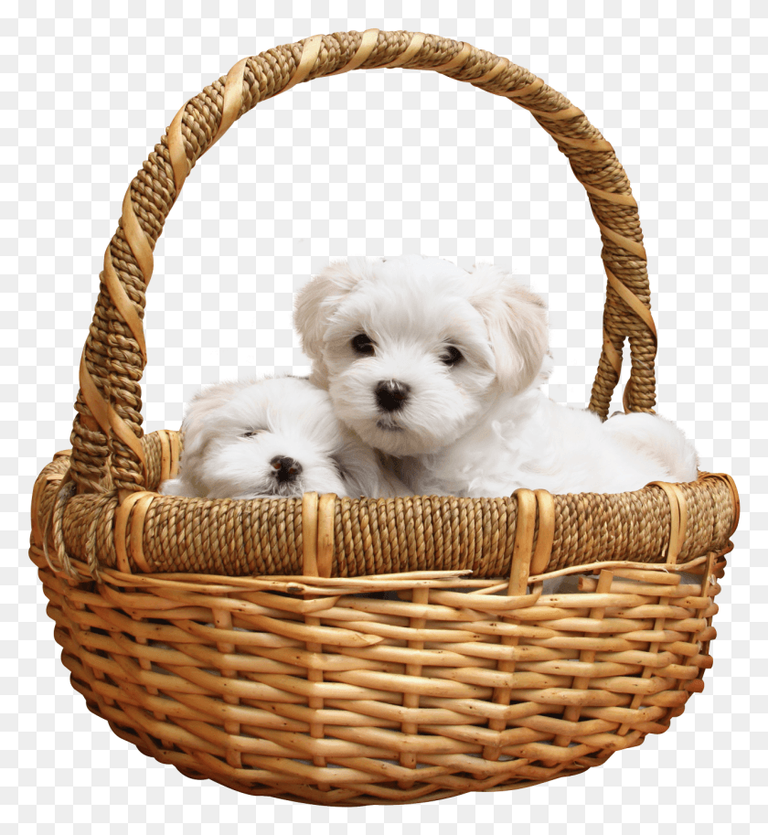 1270x1390 Puppy, Basket, Dog, Pet HD PNG Download