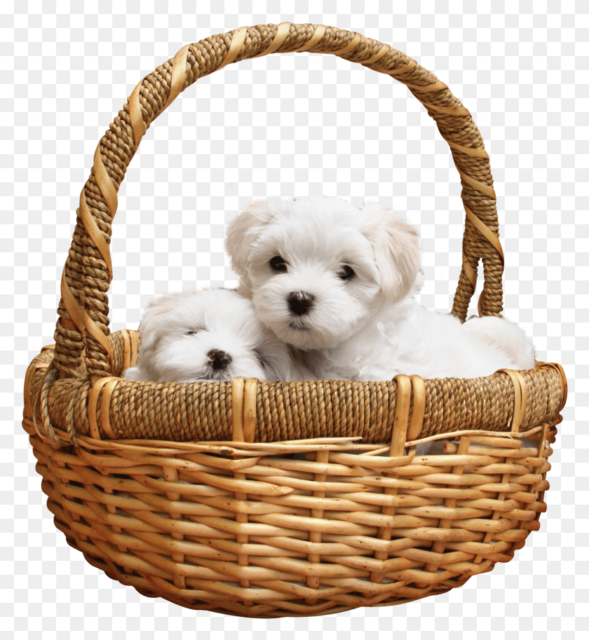 1270x1390 Cachorro, Canasta, Perro, Mascota Hd Png