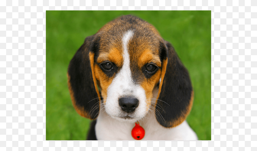 549x433 Puppy, Dog, Pet, Canine HD PNG Download