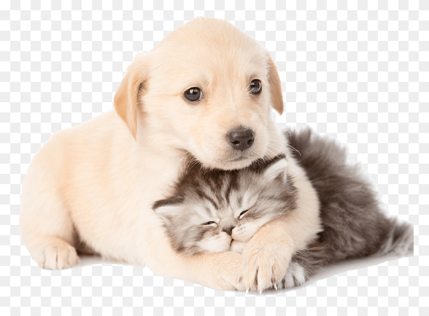 1213x868 Puppy And Kitten Cat And Dog, Pet, Animal, Mammal HD PNG Download
