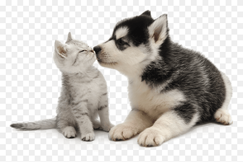 1152x742 Puppy And Kitten Cute Animals Transparent Background, Pet, Animal, Dog HD PNG Download