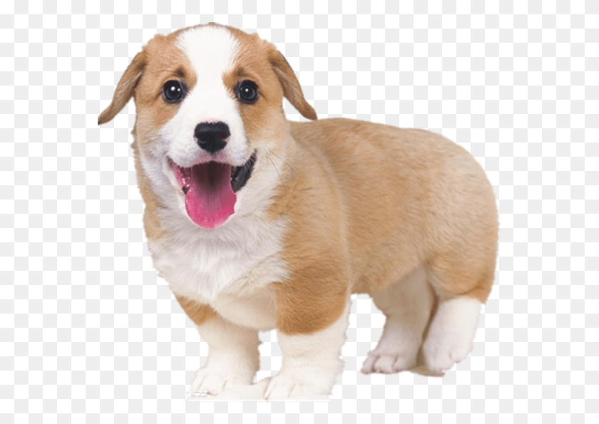 568x535 Cachorro Y Gatito Interactivos Perro De Juguete, Mascota, Canino, Animal Hd Png