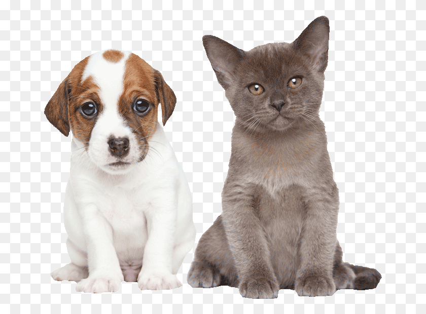 667x560 Puppy And Kitten Kitten And Puppy, Cat, Pet, Mammal HD PNG Download