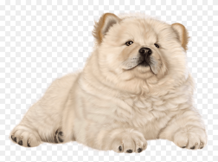 781x565 Cachorro Png / Chow Chow Png