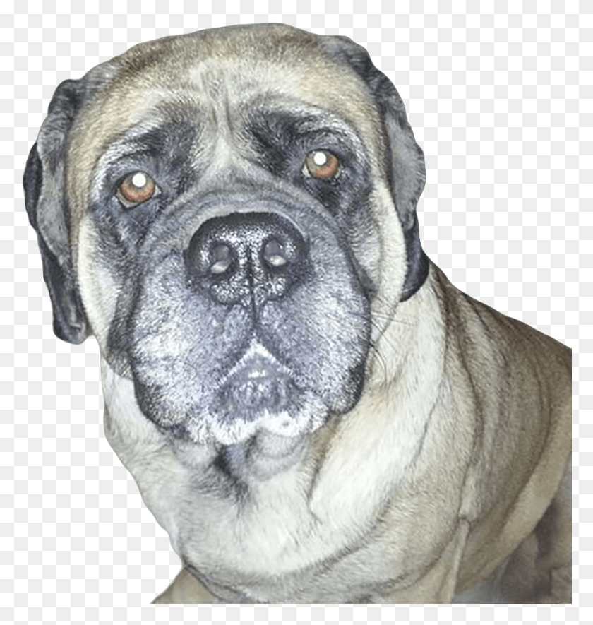 878x929 Puppy Dog Chew Sessions Are Good Boxer, Dog, Pet, Canine HD PNG Download