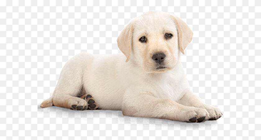 599x392 Cachorro De Perro Labrador Png / Labrador Retriever Hd Png