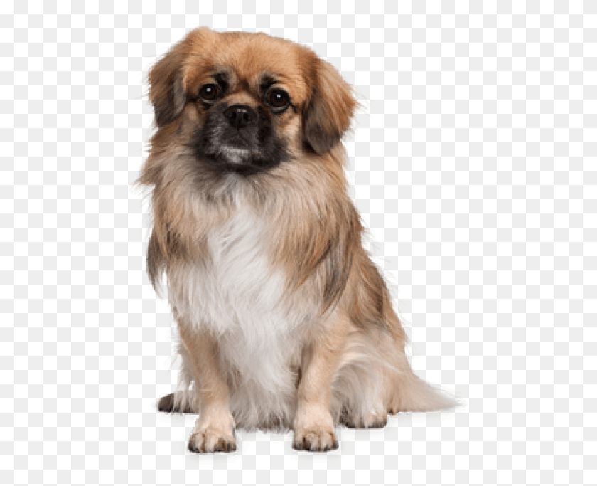 479x623 Puppy Dog Small Dog Transparent Background, Pet, Canine, Animal HD PNG Download