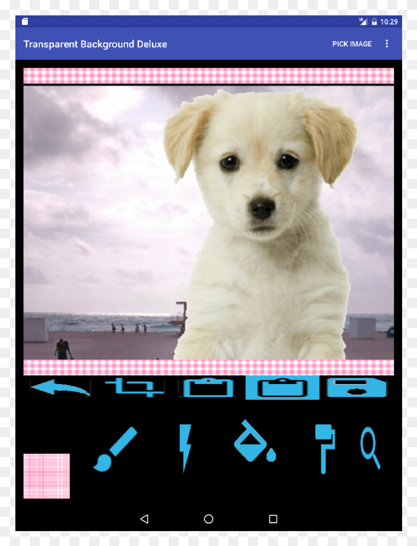 811x1081 Puppy Labrador, Poster, Advertisement, Person HD PNG Download