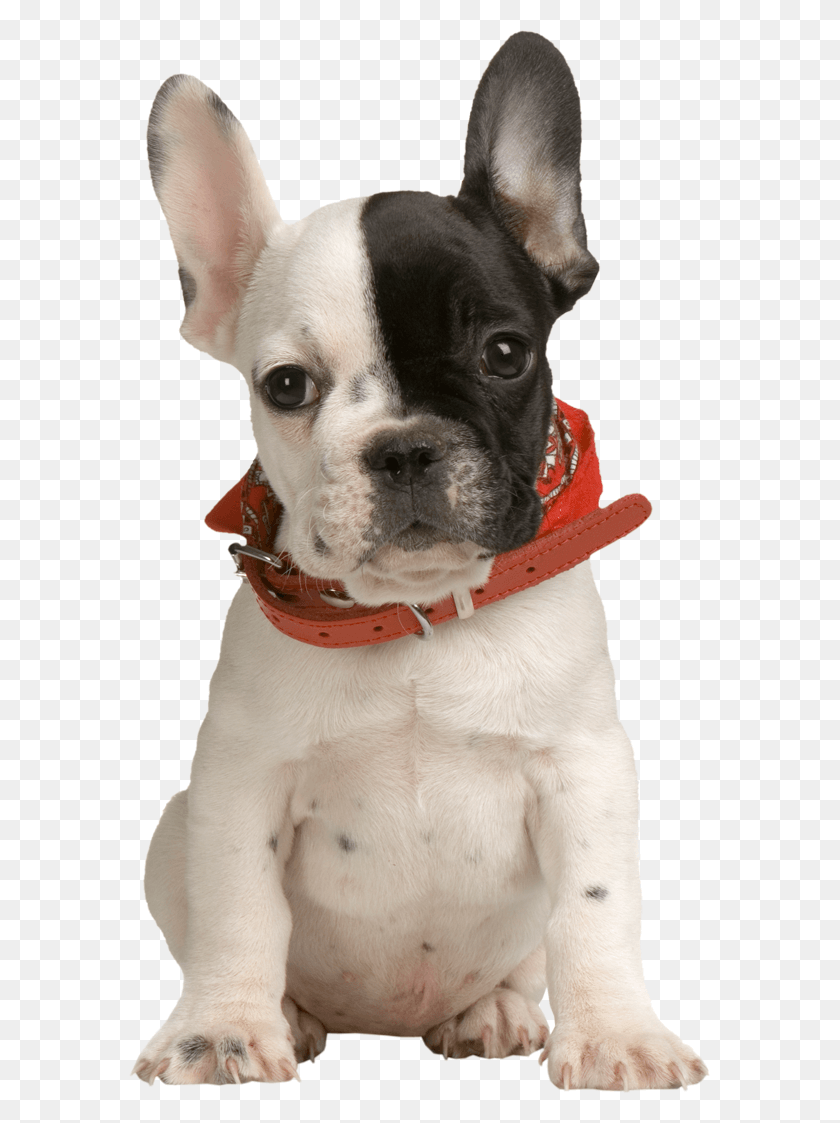 582x1063 Cachorro Png