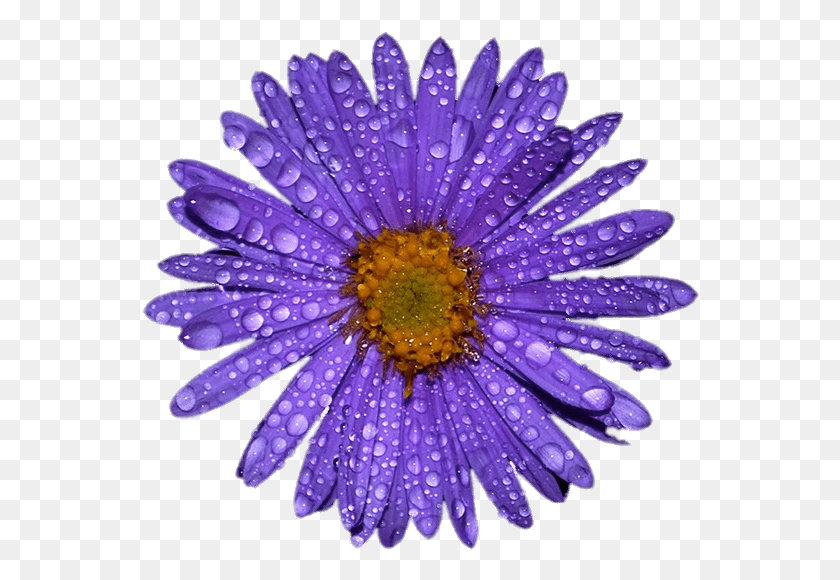 560x520 Purple, Plant, Daisy, Flower HD PNG Download