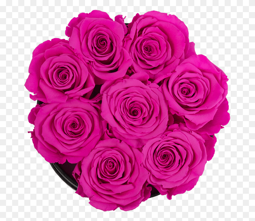 683x670 Фиолетовые И Розовые Розы Floribunda, Роза, Цветок, Растение Hd Png Скачать