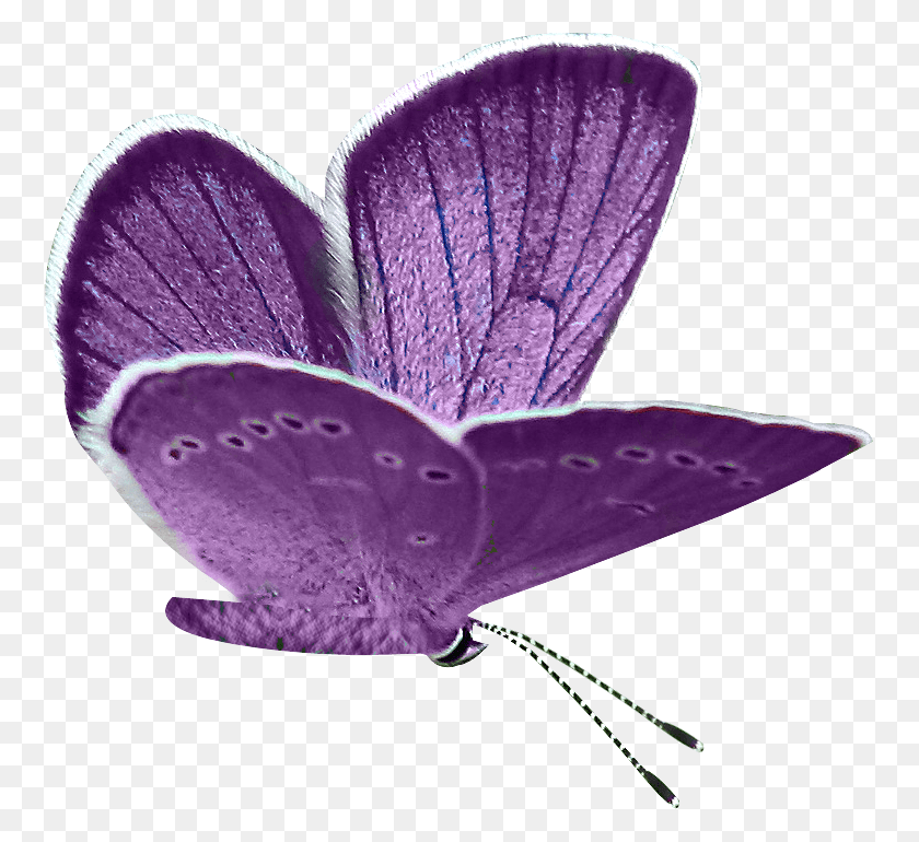 757x710 Purple Butterfly Clipart Butterfly, Purple, Plant, Animal HD PNG Download