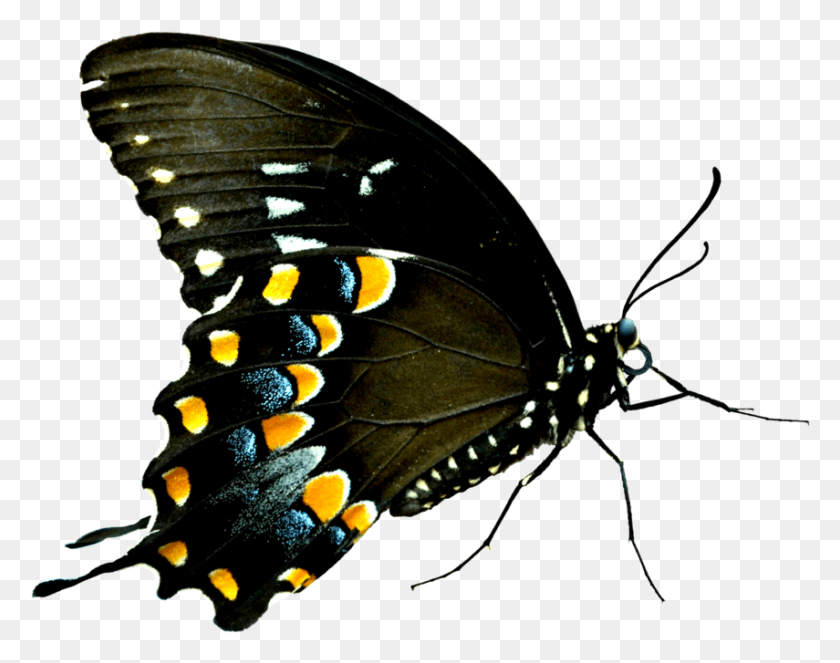 855x661 Alas De Mariposa Púrpura, Mariposa, Insecto, Invertebrado Hd Png