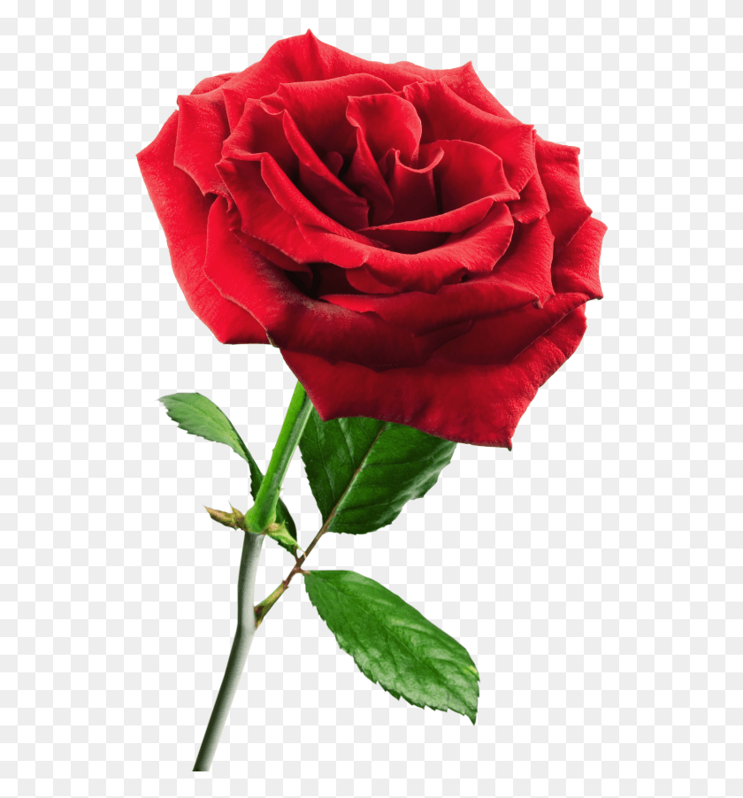 537x842 Png Роза, Роза, Цветок, Растение Hd Png Скачать