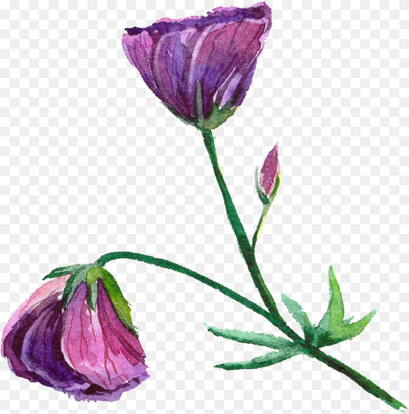 987x997 Purple Fashion Transparent Watercolor Flowers Watercolor Flowerstransparent, Bud, Flower, Petal, Plant PNG