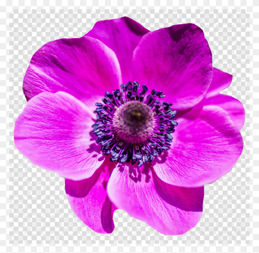 900x880 Фиолетовый Цветок Клипарт Картинки, Анемон, Цветок, Растение Hd Png Скачать