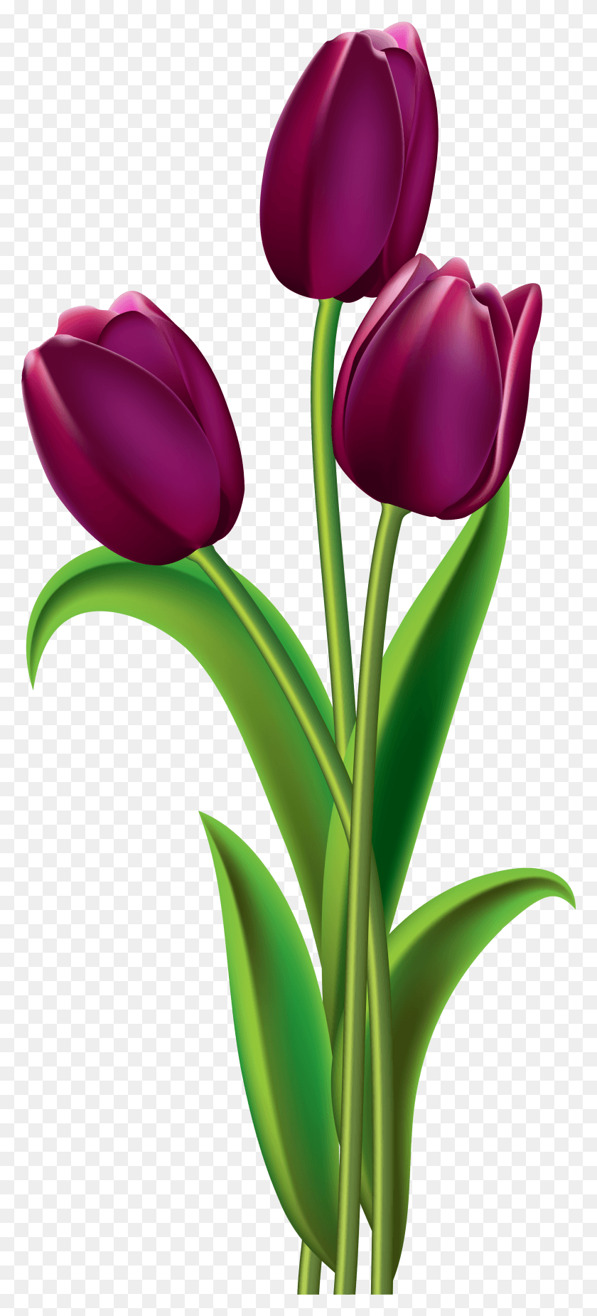 2612x6000 Purple Flower Clipart No Background Image, Plant, Flower, Blossom HD PNG Download