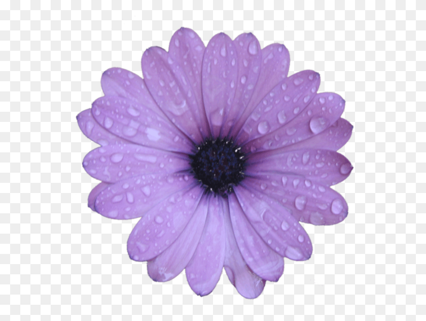 559x572 Purple Flower Image Flower, Plant, Blossom, Daisy HD PNG Download