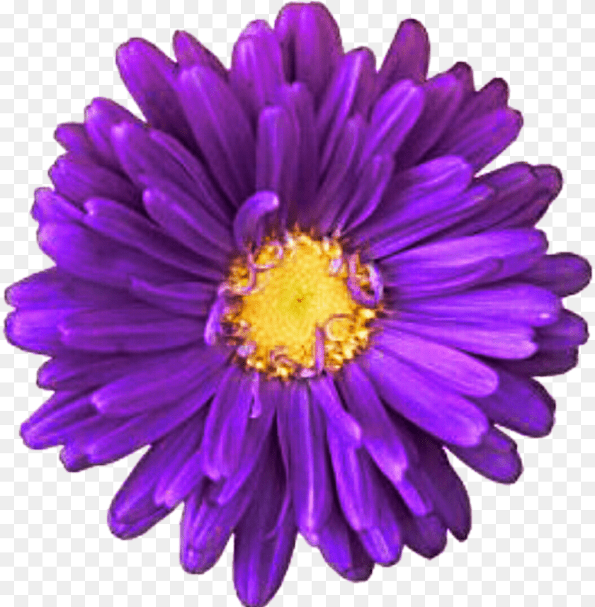1024x1045 Purple Flower White Background, Dahlia, Daisy, Petal, Plant PNG