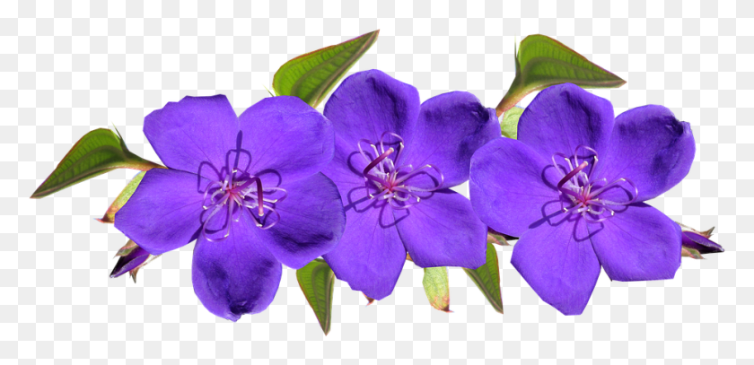 927x413 Садовая Композиция Из Фиолетовых Цветов, Герань, Цветок, Растение Hd Png Скачать