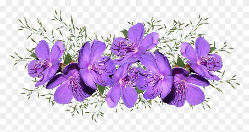 960x474 Purple Flowers Fioletovie Cveti, Geranium, Flower, Plant HD PNG Download