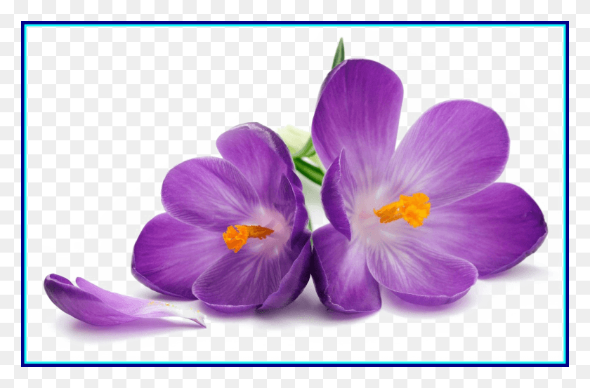 1305x825 Purple Flowers Free Image African Violet Violet Flower Drawing, Plant, Blossom, Crocus HD PNG Download