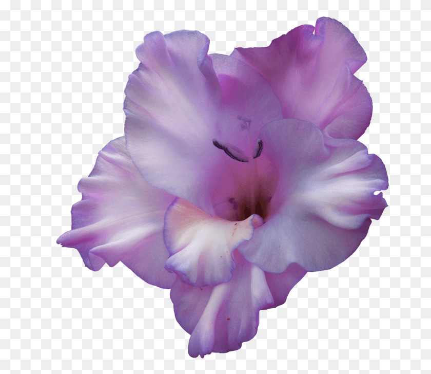 678x668 Purple Gladiolus Flower Gladiolus Transparent, Plant, Blossom, Geranium HD PNG Download