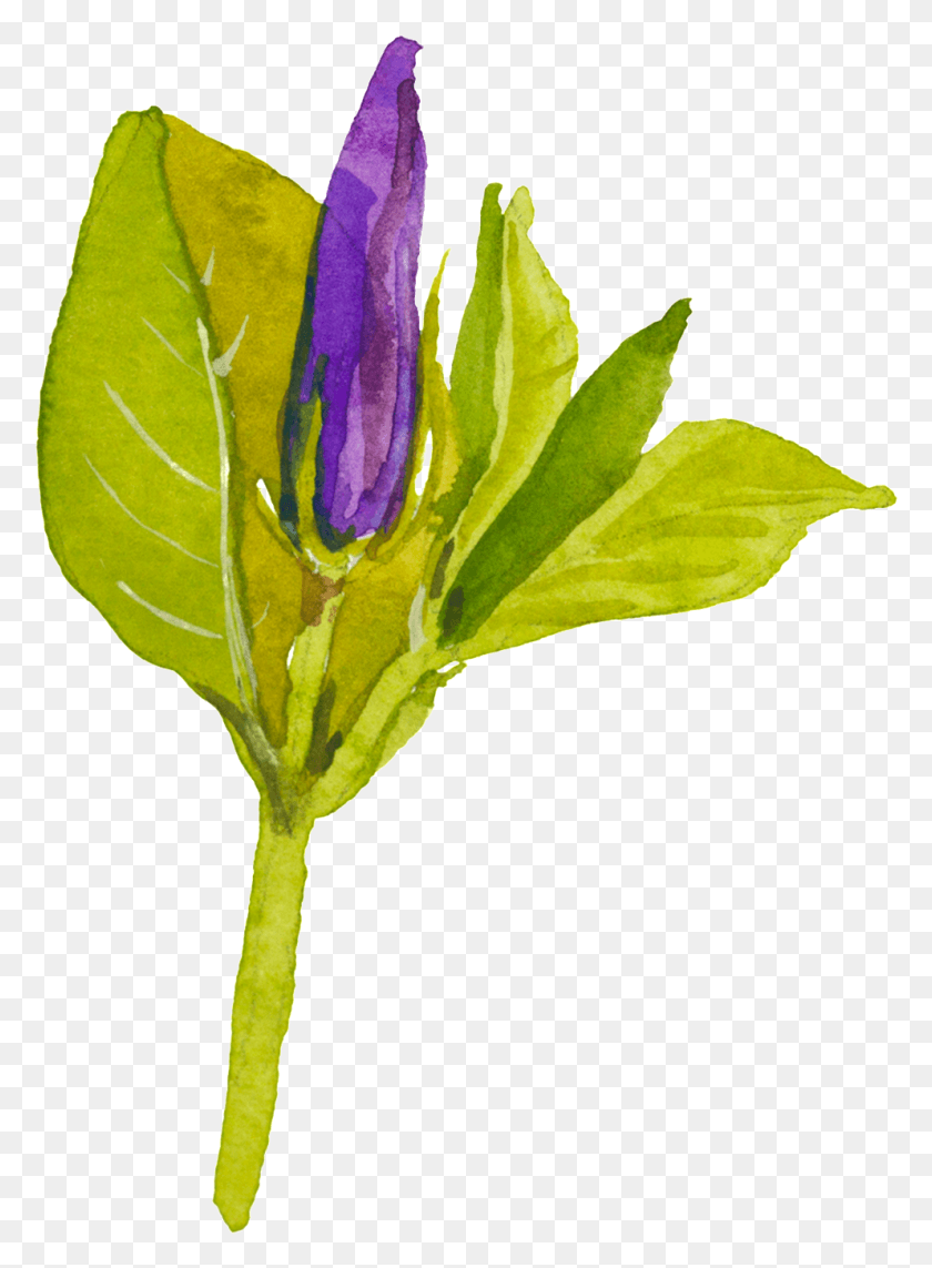 993x1379 Фиолетовый Цветок Ручной Росписью Акварель Прозрачный, Растение, Цветение, Ирис Hd Png Скачать