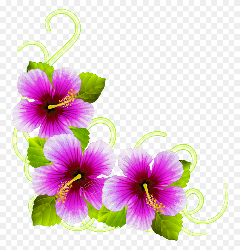 760x814 Фиолетовый Гибискус Гибискус, Растение, Герань, Цветок Hd Png Скачать