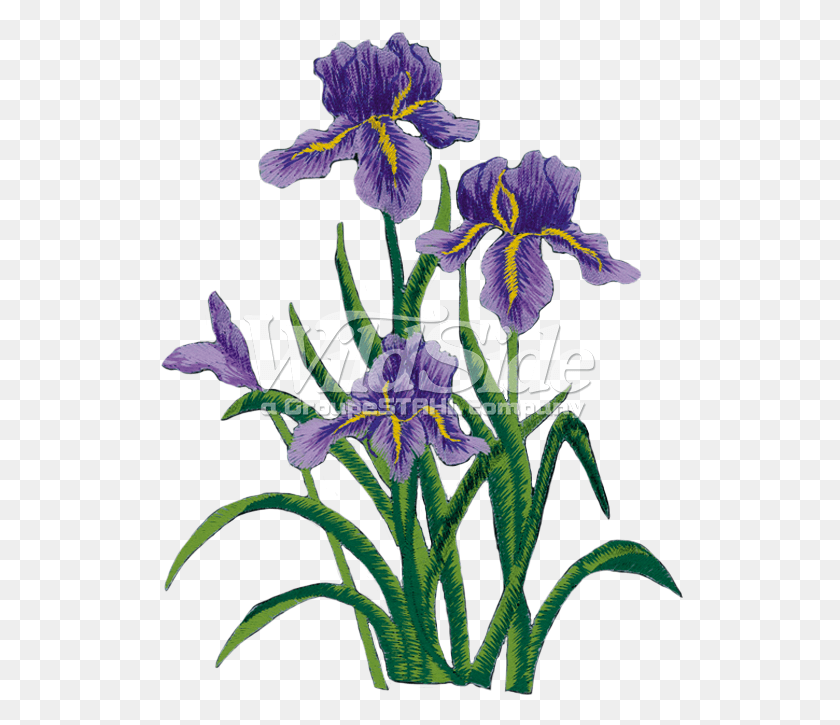 526x665 Фиолетовый Цветок Ириса Вышитый Цветок Ириса, Растение, Цветение, Acanthaceae Png Скачать