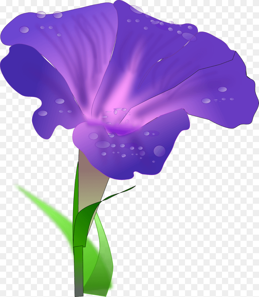 1676x1920 Purple Morning Glory Clipart, Flower, Iris, Petal, Plant Sticker PNG