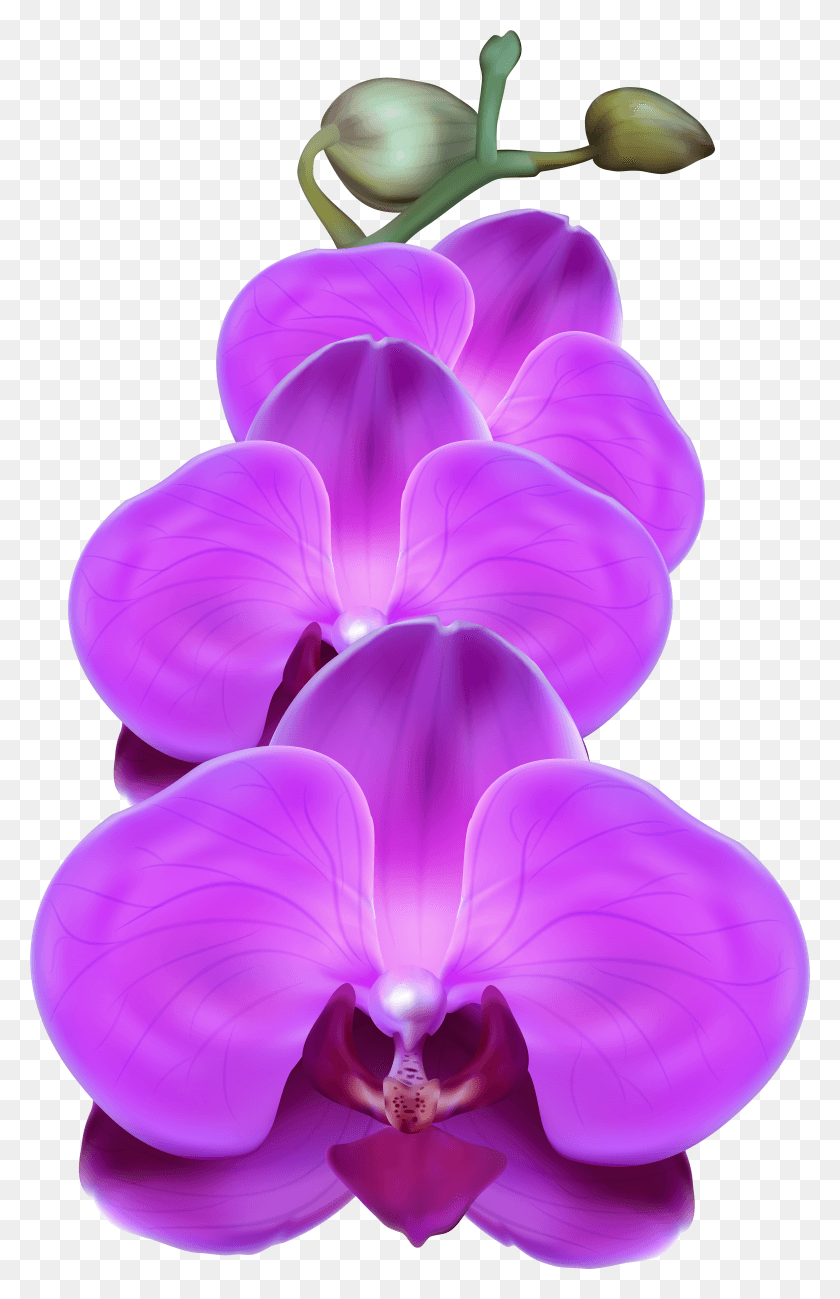 4875x7749 Purple Orchid Purple Orchid Flower HD PNG Download