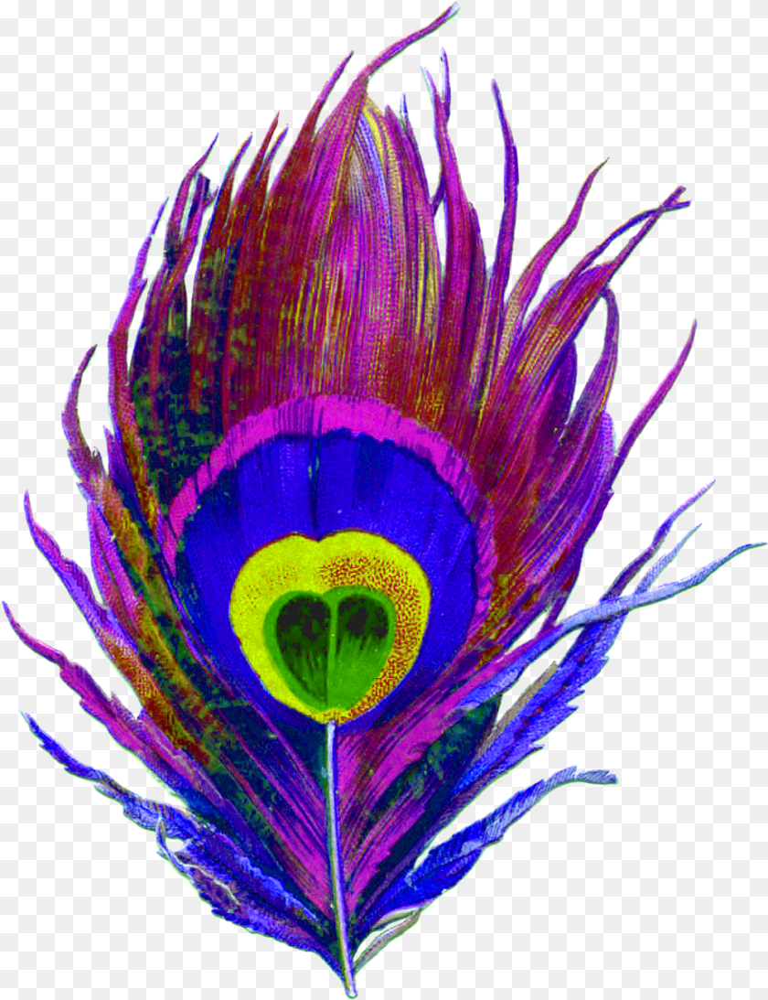 1000x1301 Purple Peacock Bird Feather Colorful Eye Designs, Pattern, Plant, Accessories, Fractal Transparent PNG