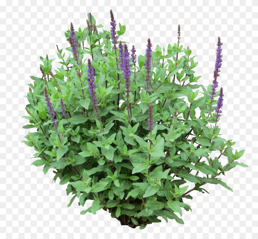 2834x2618 Purple Plants HD PNG Download