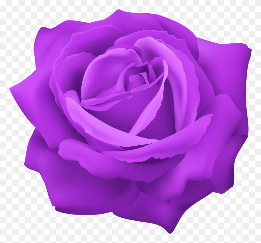 7925x7367 Purple Rose Descargar Hd Png