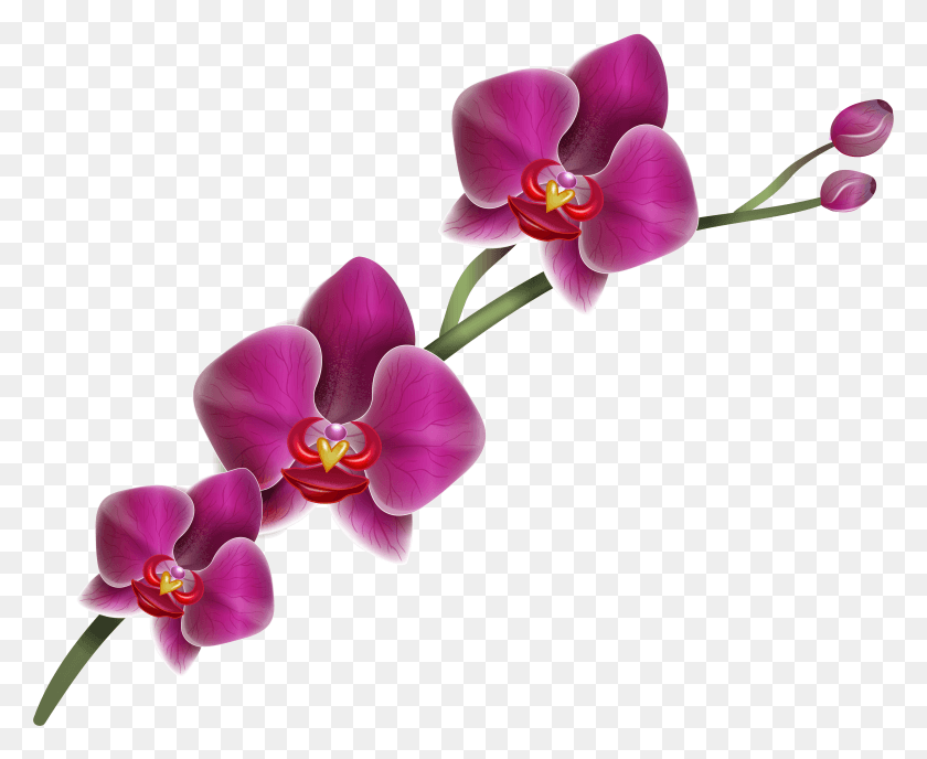 4959x3995 Фиолетовая Роза Клипарт Разноцветные Орхидеи Клипарт Hd Png Скачать