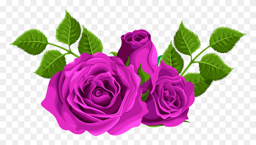 7921x4244 Purple Rose Flower HD PNG Download